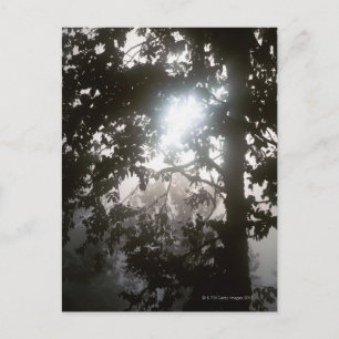 Morgensonne durch Dschungel Postkarte