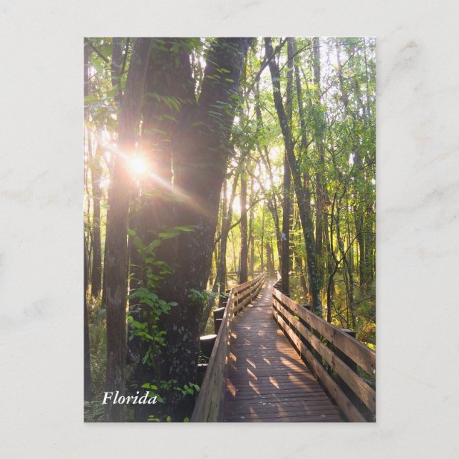 Morgensonnenaufgang in Florida Postkarte (Vorderseite)