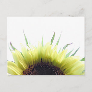 Morgensonnenblume Postkarte