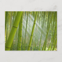 Morgensonnenlicht durch Bambus filtriert