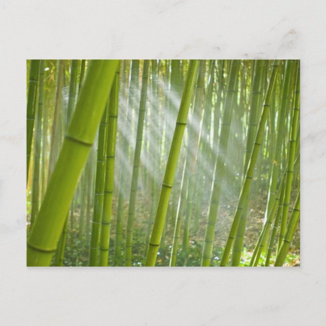 Morgensonnenlicht durch Bambus filtriert Postkarte (Vorderseite)