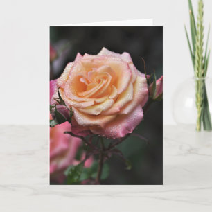Morgentau   Rosenfotografie Blanko Karte