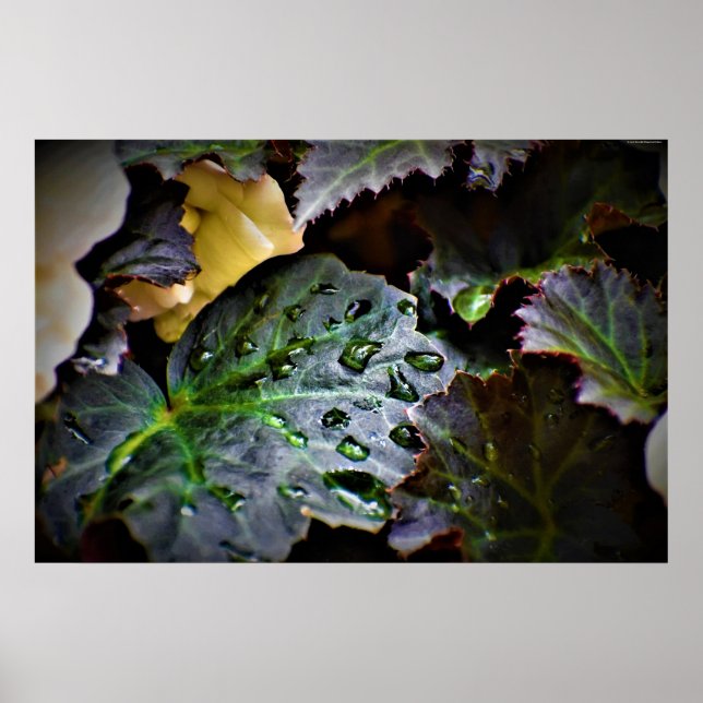 Morgentaub, Poster (Vorne)