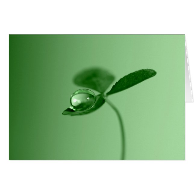 Morgentautropfen (Vorderseite (Horizontal))