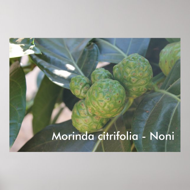 Morinda citrifolia - Noni Poster (Vorne)