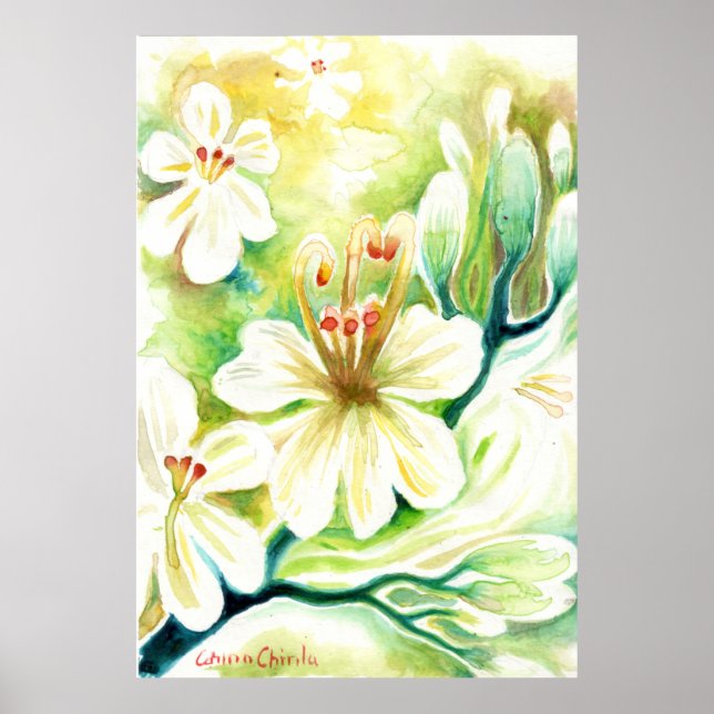 Moringa Blume Poster (Vorne)