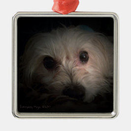 Morkie Hundewelpen-niedliche Rettungs-Verzierung Silbernes Ornament
