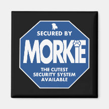 Morkie-Sicherheit-Blau