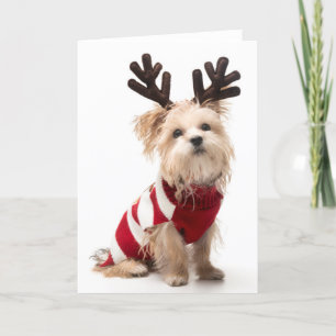 Morkie Zuchthund mit den Weihnachtsgeweihen Feiertagskarte