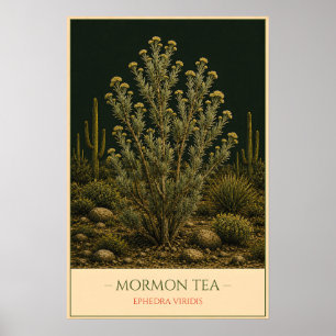 Mormon Tea – Botanische Vintage-Illustration Poster
