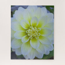 Morning Calm: White Layered Bloom in Natural Light