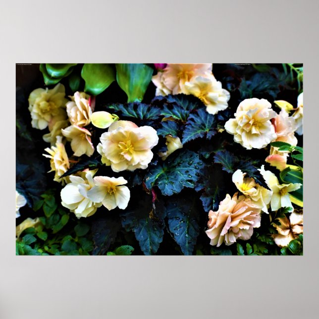 Morning Dew, Poster (Vorne)