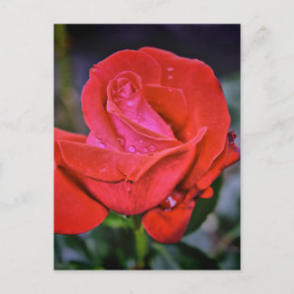 Morning Dew Postkarte