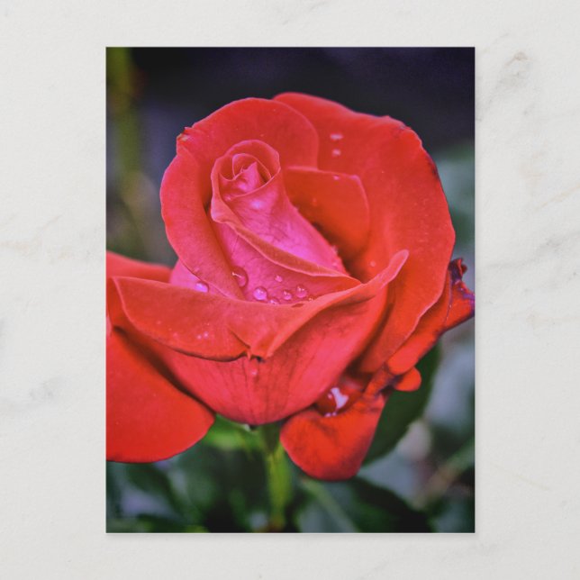 Morning Dew Postkarte (Vorderseite)