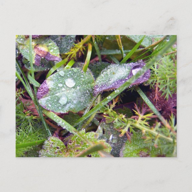 Morning Dew Postkarte (Vorderseite)