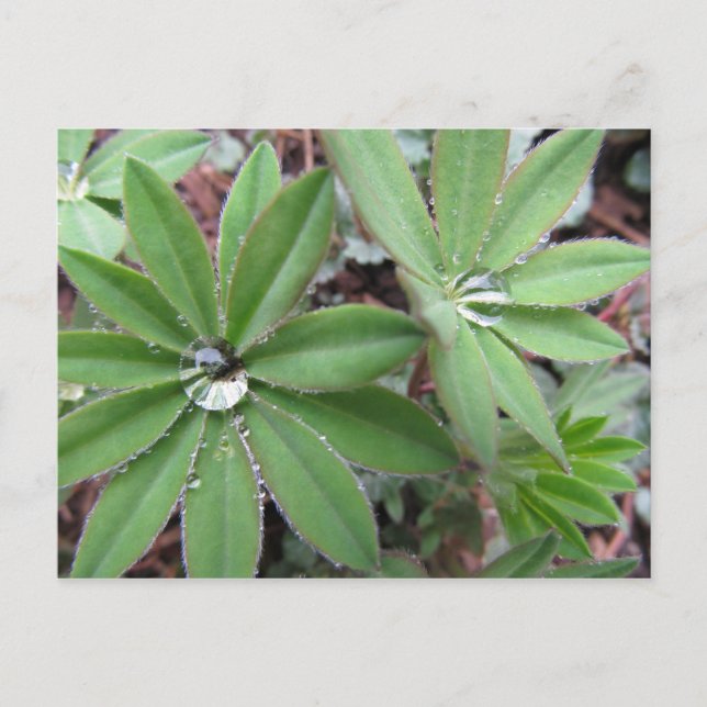 Morning Dew Series Postkarte (Vorderseite)