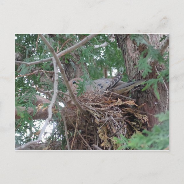 Morning Dove Nesting Postkarte (Vorderseite)