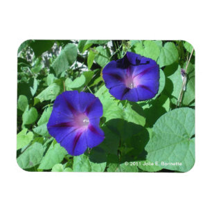 Morning Glories Flexi Magnet
