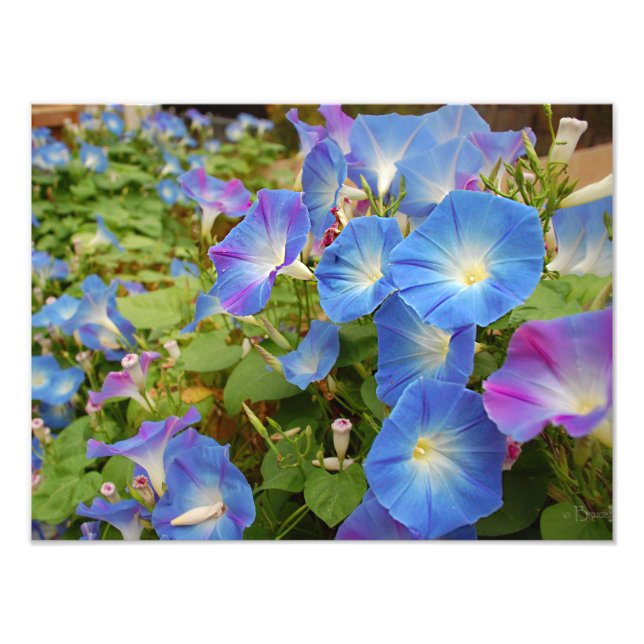 Morning Glories Fotodruck (Vorne)