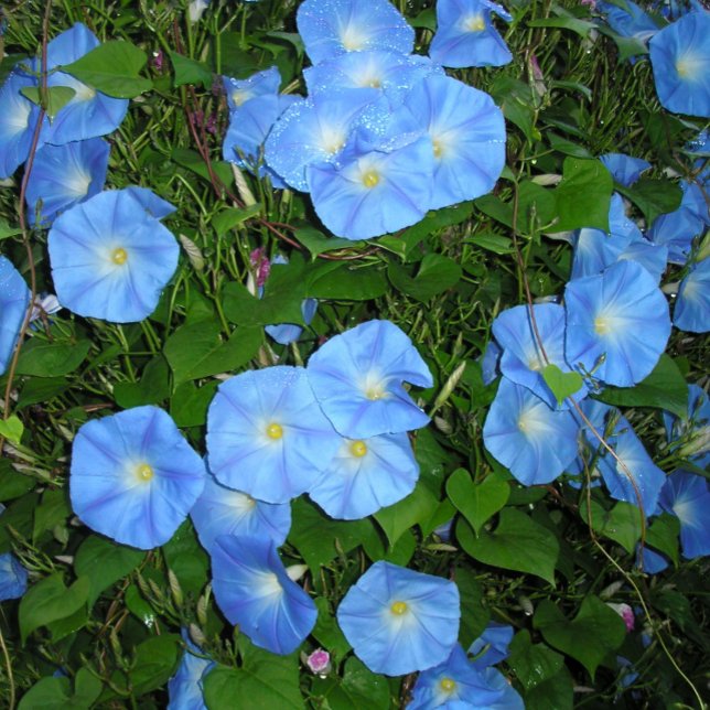 Morning Glories! Kaffeetasse (Von Creator hochgeladen)