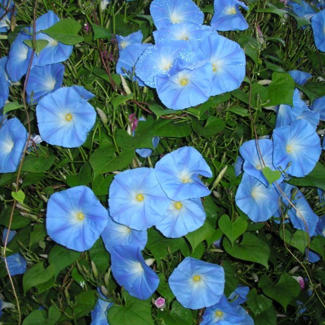 Morning Glories Kugelschreiber (Von Creator hochgeladen)