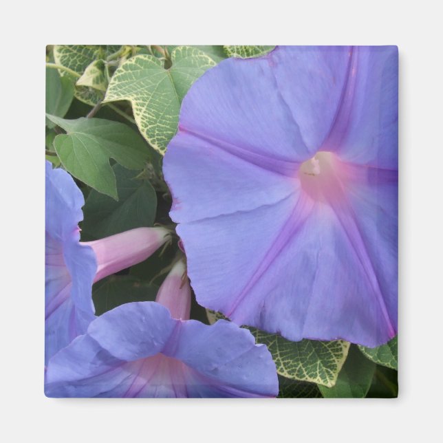 Morning Glories Magnet (Vorne)