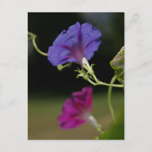 Morning Glories Postcard Postkarte