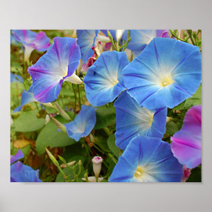 Morning Glories Poster