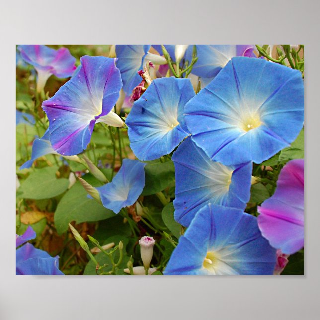 Morning Glories Poster (Vorne)