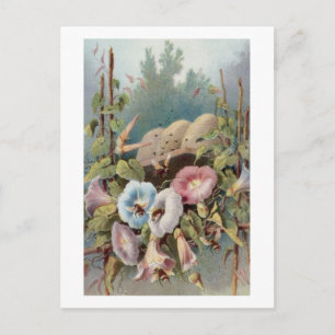 Morning Glories Postkarte