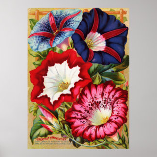 Morning Glories Print Poster