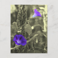 Morning Glories Schwarz-weiße Blume Postkarte