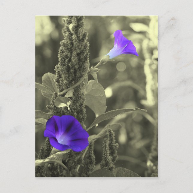Morning Glories Schwarz-weiße Blume Postkarte (Vorderseite)