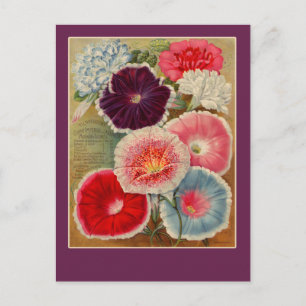 Morning Glories Seed Packet Art Cards Postkarte