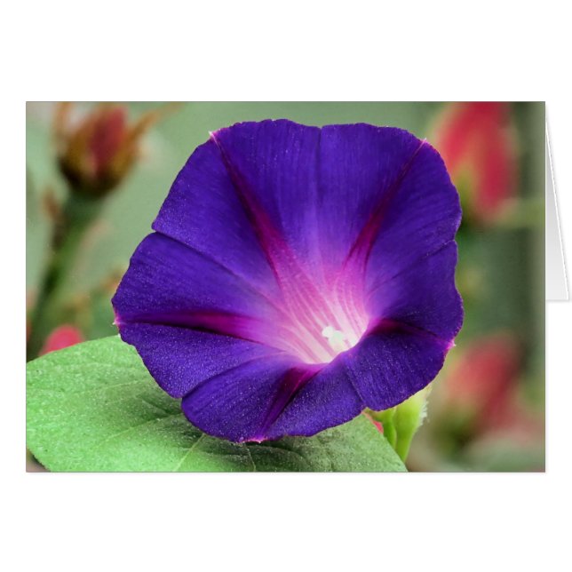 Morning Glory (Vorderseite (Horizontal))