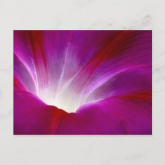 Morning Glory (2) Postkarte