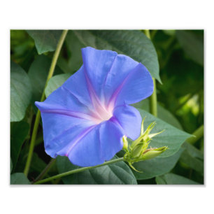 Morning Glory and Bud in Lush Foliage Fotodruck