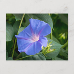 Morning Glory and Bud in Lush Foliage Postkarte