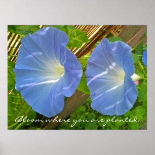 Morning Glory Bloom, wo Sie Poster gepflanzt werde
