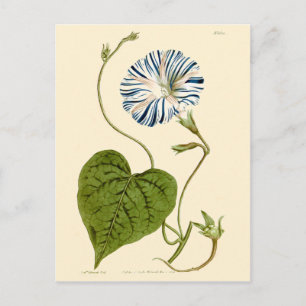 Morning Glory Blue Illustration Postkarte