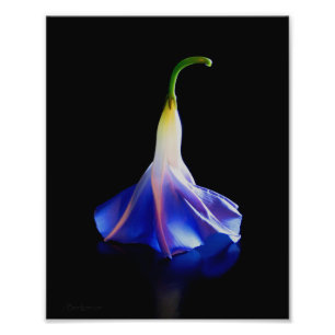 Morning Glory Blume 2 Fotodruck