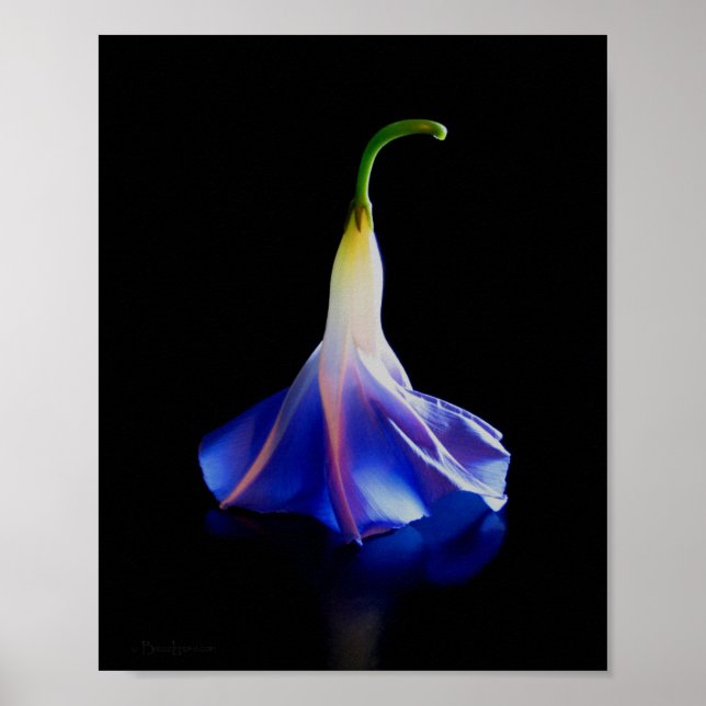 Morning Glory Blume 2 Poster (Vorne)