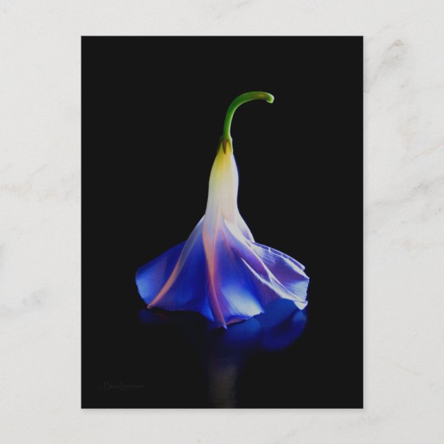 Morning Glory Blume 2 Postkarte (Vorderseite)