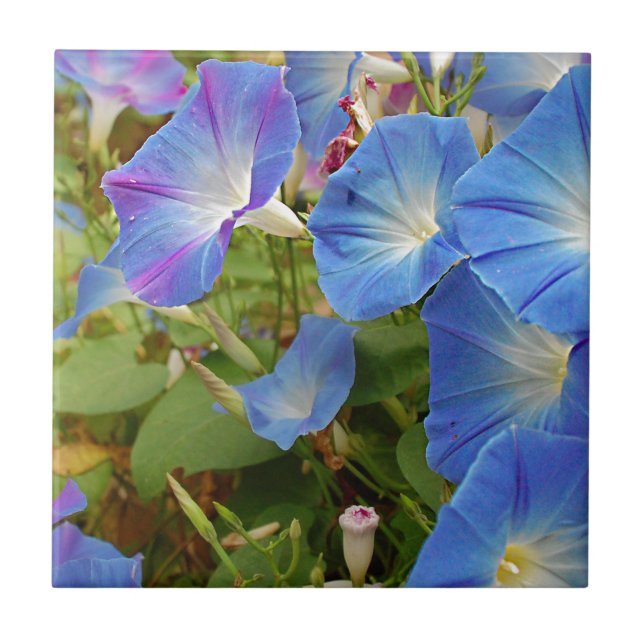 Morning Glory Blume Fliese (Vorderseite)