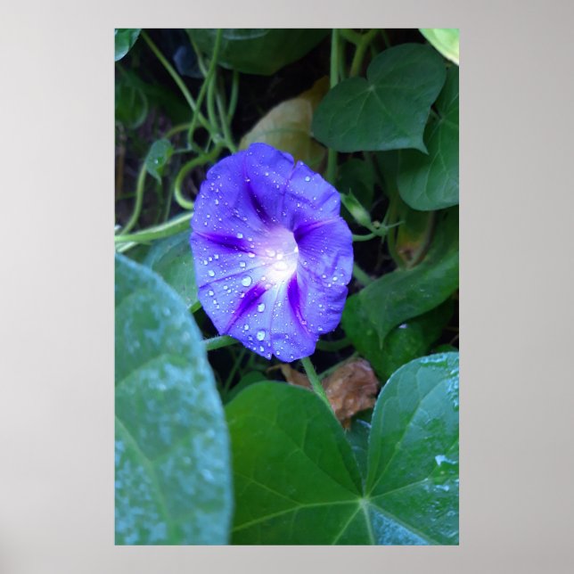 Morning Glory Blume , Ipomoea mit Raindrops Poster (Vorne)