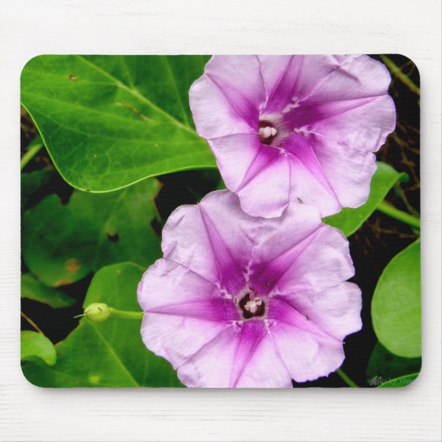 Morning Glory Blume Mousepad (Vorne)