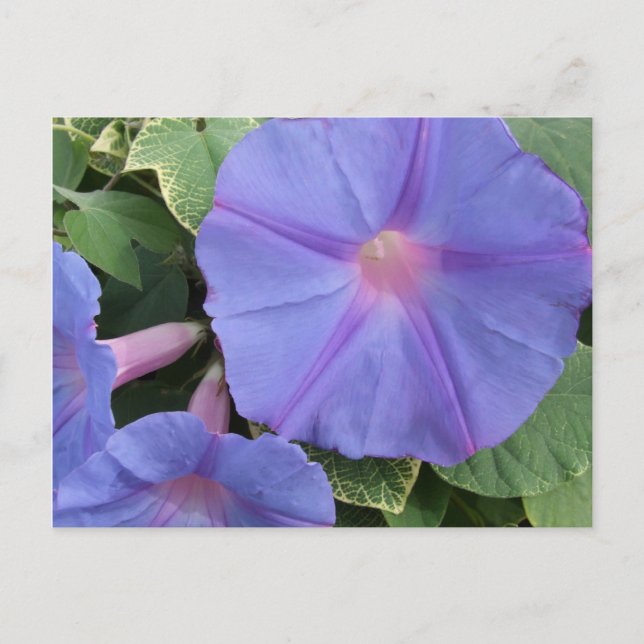 Morning Glory Blume Postcard Postkarte (Vorderseite)