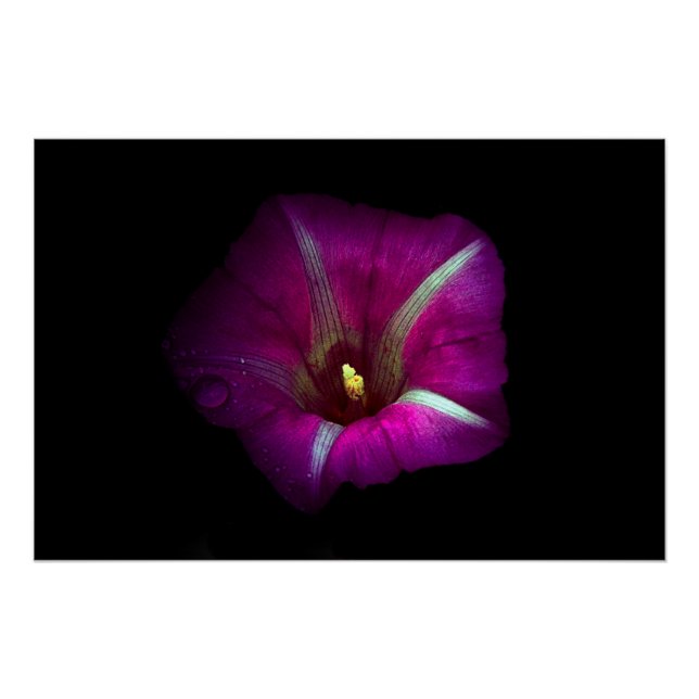 Morning Glory Blume Poster (Vorderseite)