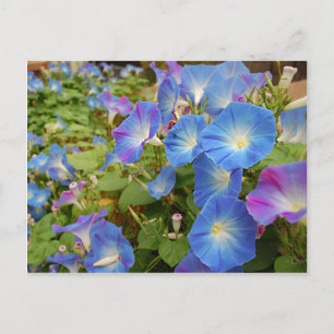 Morning Glory Blume Postkarte