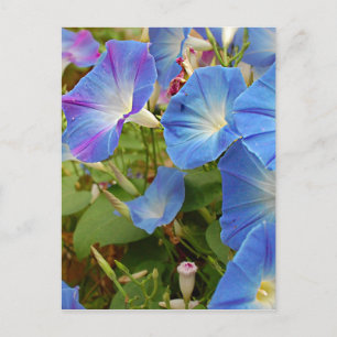 Morning Glory Blume Postkarte